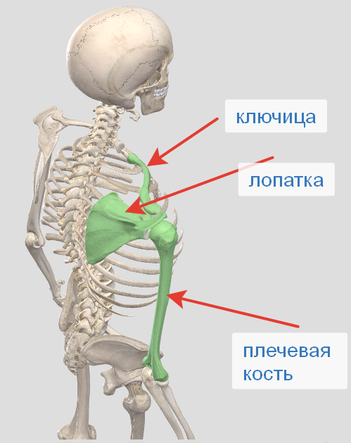 Кости плечевого пояса