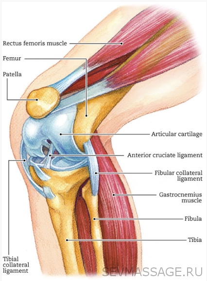 Боль в мышцах колена