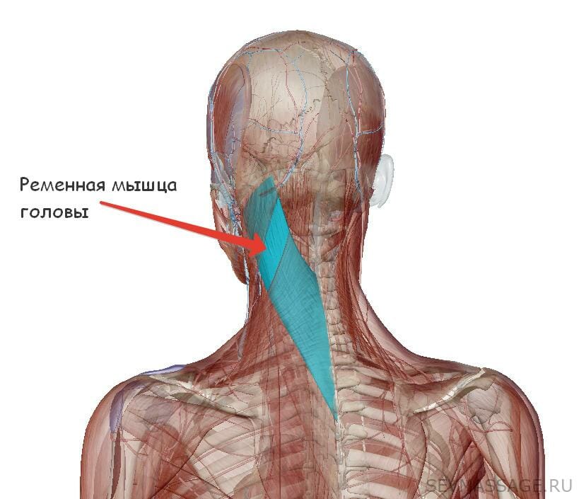 Болит голова и мышцы шеи. Анатомия шейно воротниковой зоны. Мышцы шейно-воротниковой зоны анатомия. Ременная мышца головы и шеи. Ременная мышца головы анатомия.