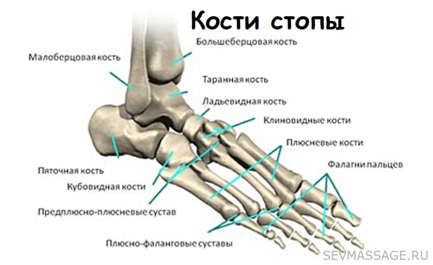 Анатомия костей стопы