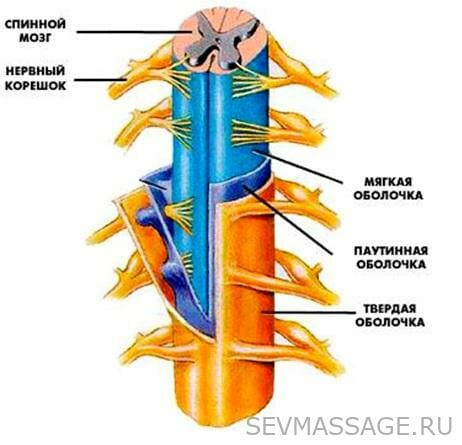 строение спинного мозга