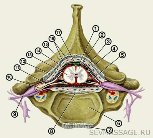 Расположение спинного мозга в позвоночнике
